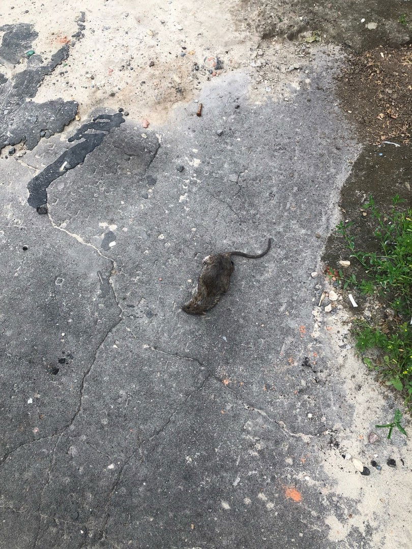 Netstalking mascot rat